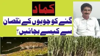 How to control rats in sugarcane