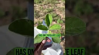 How to tissue test soybeans