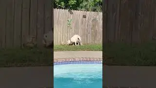 White boxer dog plays