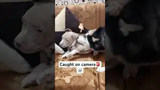 Husky attacked Bully dog🚨☠️ #shorts #dog #husky #bullydog | review reloaded