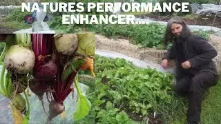 How to grow beetroot | Natures performance enhancer! | Five varieties
