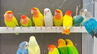 2.5 hours love birds chirp singing 🎶 sounds
