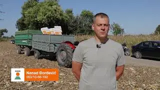 Ogled KWS kukuruza - žetva | &Scaron;alinac, Smederevo