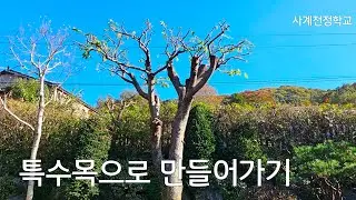 느티나무 특수목 만들어가기 #274사계전정학교 