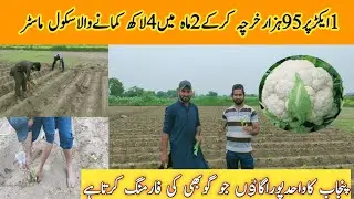 How to grow cauliflower farming in Pakistan||gobi farming in Pakistan||urdu Punjabi hindi 2021