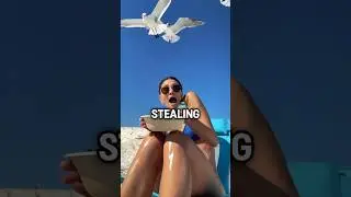 Using Hawks to Combat Seagulls And Pigeons