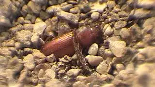 Antlion (Myrmeleon) with difficult prey