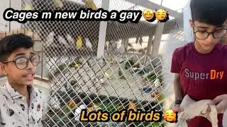 Bhut sare birds a gay 😍|| murgi n kabootar ki Zakhmi kr dia 😱|| aviary bana li || Izhan imran vlogs 