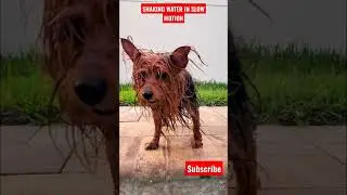 Wet Dog Shaking Slow Motion #Shorts