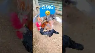 2 roosters  & double meeting shots #chicken #hen