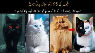 How Cats Became the Most Beloved Pets in History | The Prophet Muhammad&rsquo;s Cat and the Love for Cats.