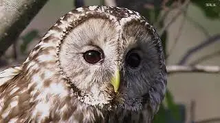 フクロウの子育て（ＮＨＫクリエイティブ・ライブラリーより、No.0003）