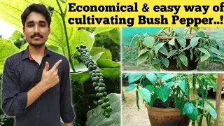 Information on BUSH PEPPER | Easy way to grow explained in detail in English | Agri Agree