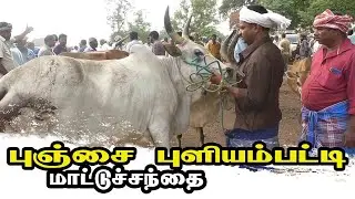 Punjai Puliampatti mattu santhai | புஞ்சை புளியம்பட்டி மாட்டு சந்தை