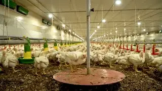 Pesagem automática das aves: Como otimizar o processo e obter uniformidade do lote?