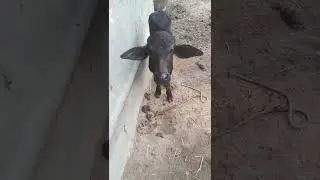 Baby buffalo sound #shortvideo #short #animals #village #shortsvideo #buffalo #calf