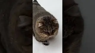 ✨ Ляпота ✨ Barsik✨ Forest cat ✨ #catlover #catvideos #cat #cutecats #barsik