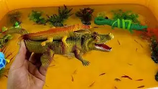 Get to Know Crocodiles, Crabs, Koi Fish, and More!