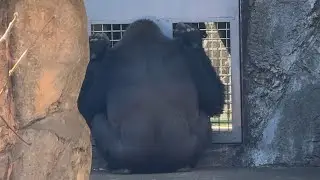 番外編 飼育員さんが来て嬉しいモモカちゃん【番外編】【千葉市動物公園】ゴリラ