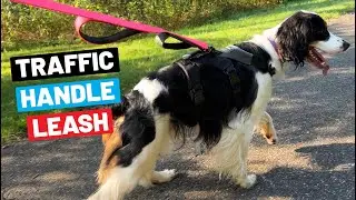 Best Dog Leash With Traffic Handle