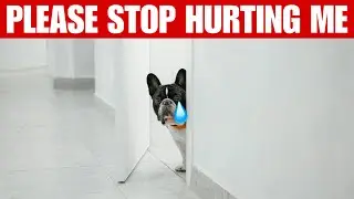 These 7 Everyday Things HURT Your Dog&rsquo;s Feelings!