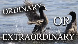 Discovering The UK's Most Overlooked Animal