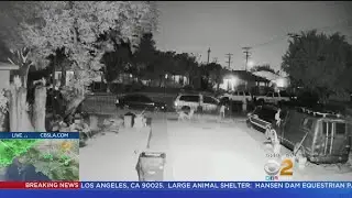 South LA Dog Killer Sought In Brutal Shooting Caught On Video