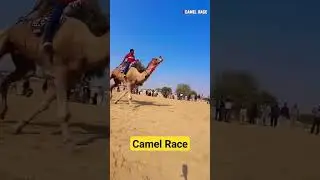 Bikaner Camel festival 2025 || Camel Race 😱