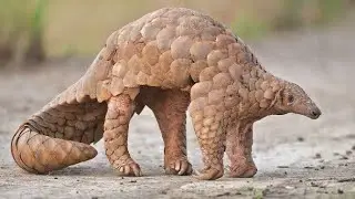 Pangolin Sound for Children | Unique Animal | Animals Sounds