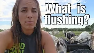 How to prepare goats for breeding season