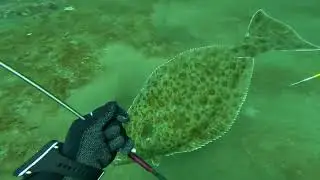 50lb Halibut caught on pole spear.