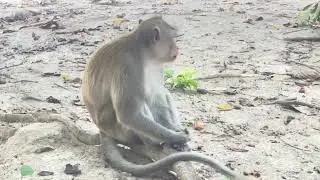 Swing or Die: The Jungle Memoirs of a Hairy Genius #monkey #naturelovers #animals #fyp #viral