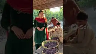 Falsa ke Bagh ka Mazedar Safar 🍇 | Larki Batati Hai Falsay ke Faiday.