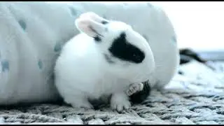 Rabites