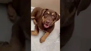 Ever Wonder What A German Shepherd Labrador Mix looks like #fyp #puppy #fypシ