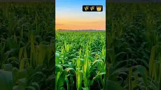 farmers farming crops mazze #crop#indianoccupation #farming #indianfarmer #agriculture #india