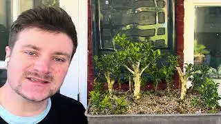 Creating a Boxwood Buxus Bonsai Forest: Repotting, Root Pruning & Soil Mix Tips - 2025