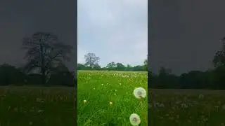 #countryside #norfolk #norfolkcounty #summer #cycling #grass #dandelions #daisy #camomile