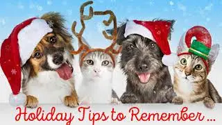 Tips to Keep Your Animals Safe This Holiday 2020