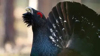 Lekking capercaillie in Russia