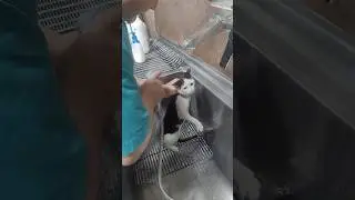 I brought this cat home from the street to take care of it #cat #youtube #viral #support