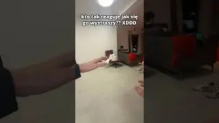 Najdziwniejsza reakcja na wystraszenie jaką widziałem XDD