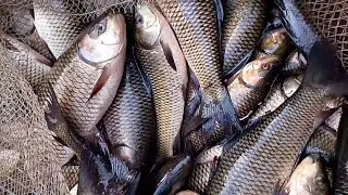 রুই মাছেপ্রচুর আমদানি Import of roe fish. 