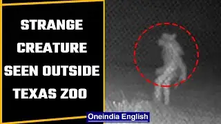 Texas: Strange creature spotted outside zoo, video goes viral | Oneindia News *offbeat