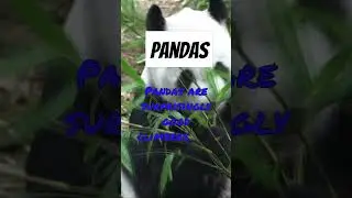 Exploring Animal Kingdom: Pandas