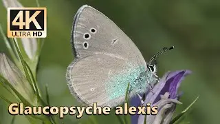 Green-underside blue (Glaucopsyche alexis)