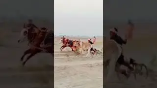 #bull #race #sindh