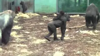 Gorilla-Familie Kajolu und Schimpanse-Gorilla and Chimpanzee Families Munich Zoo Hellabrunn