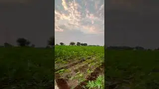 #kisan #shortvideo #dineshwriter -#nature #shortsviral #trending #viral #form #rajasthani #rinen