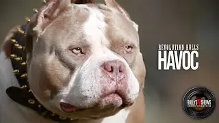 HAVOC 